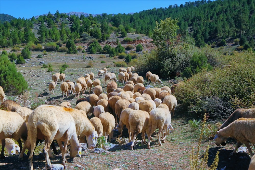 herd of sheep on green grass field during daytime