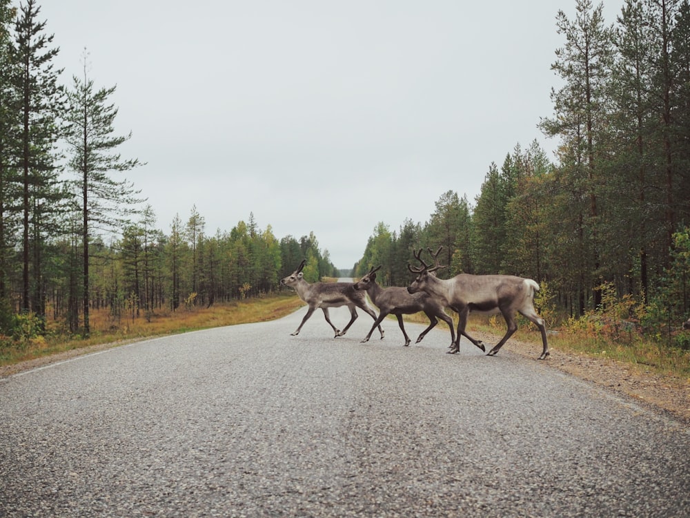 brown deer on gray asphalt road during daytime