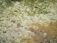 A ground covered with patches of white and light green lichen, with areas of green vegetation emerging through the lichen. The earthy tones of brown soil are visible beneath the lichen.