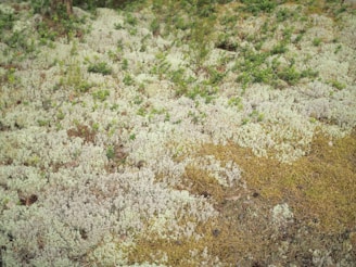 A ground covered with patches of white and light green lichen, with areas of green vegetation emerging through the lichen. The earthy tones of brown soil are visible beneath the lichen.