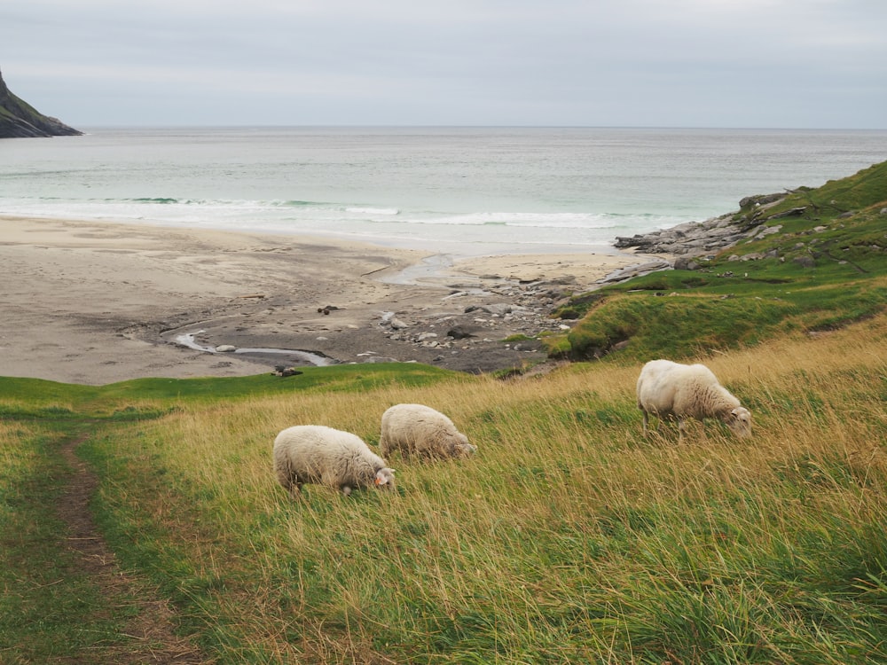 white sheep on green grass field near body of water during daytime