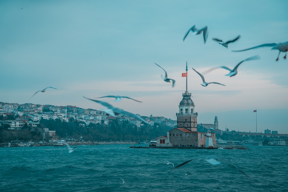 birds flying over the city by the sea during daytime