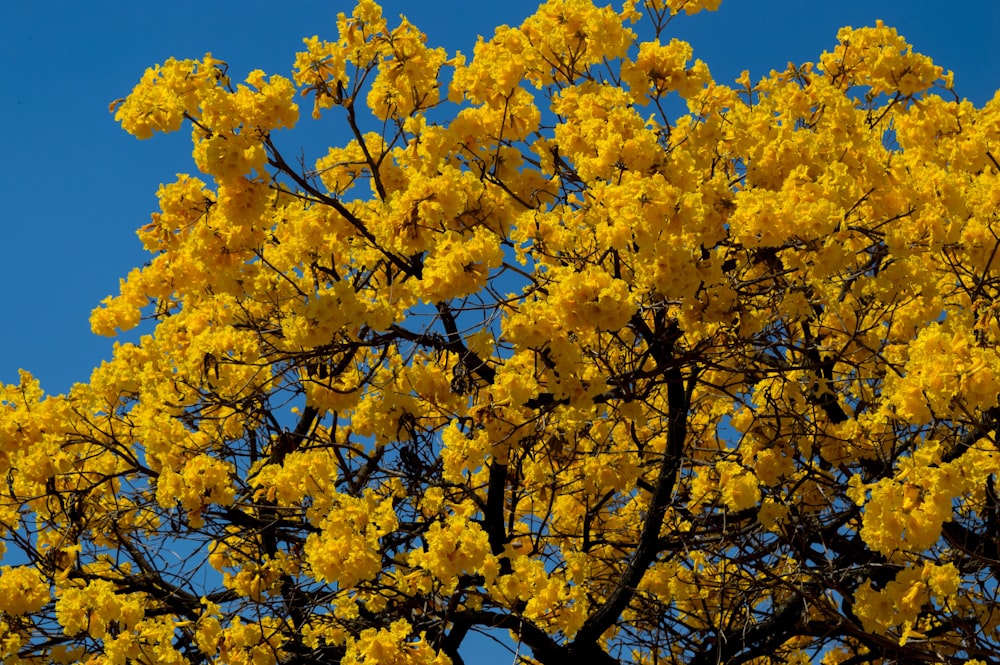 árbol de hoja amarilla bajo el cielo azul durante el día