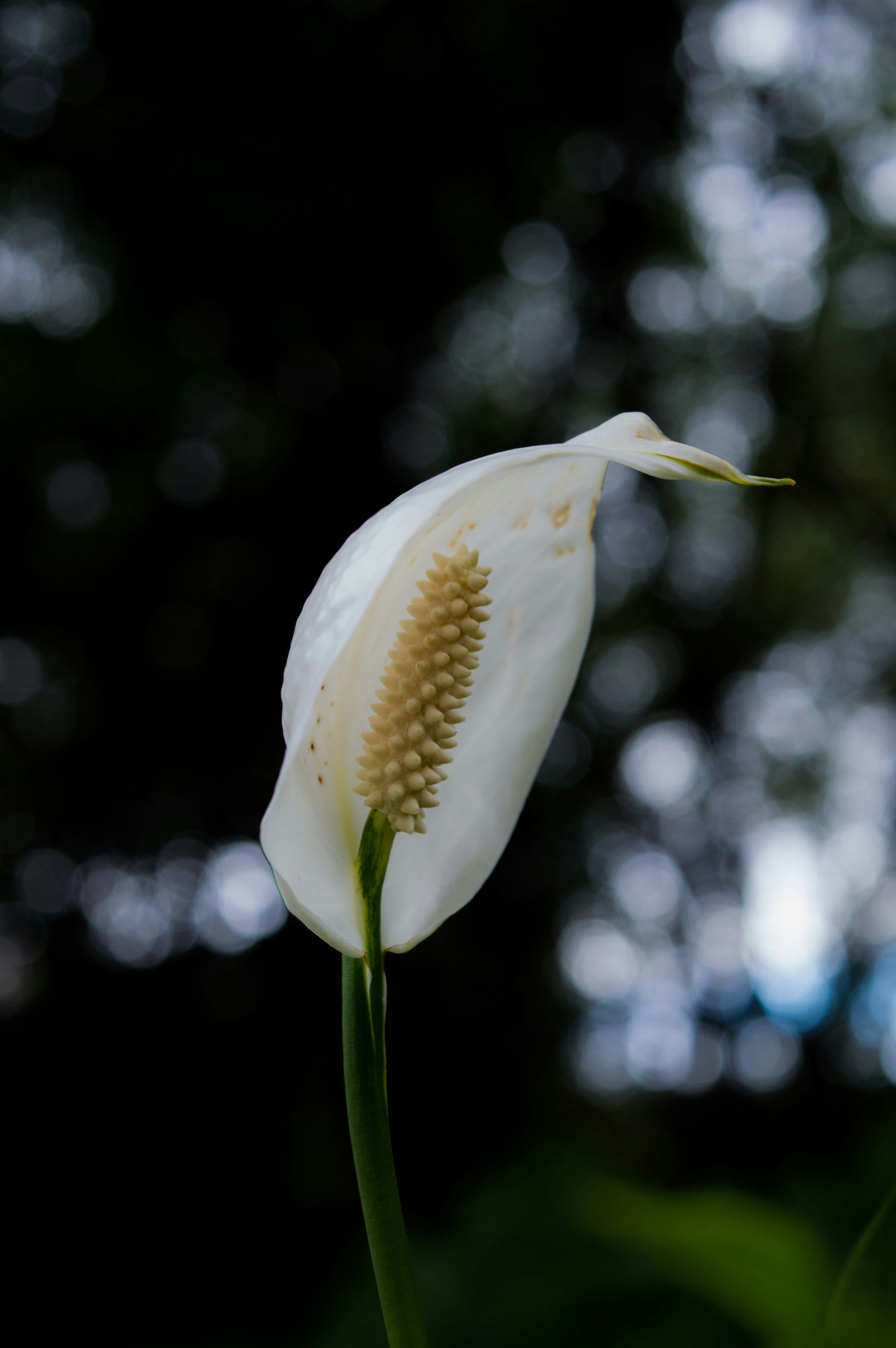 Photo by sandradiniz