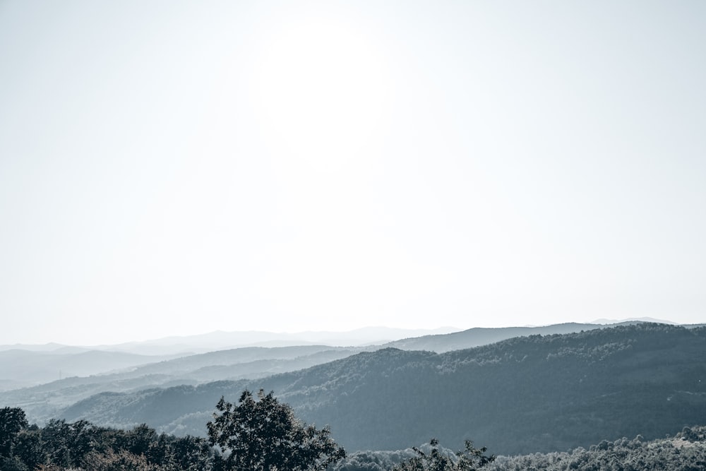 green trees on mountain during daytime