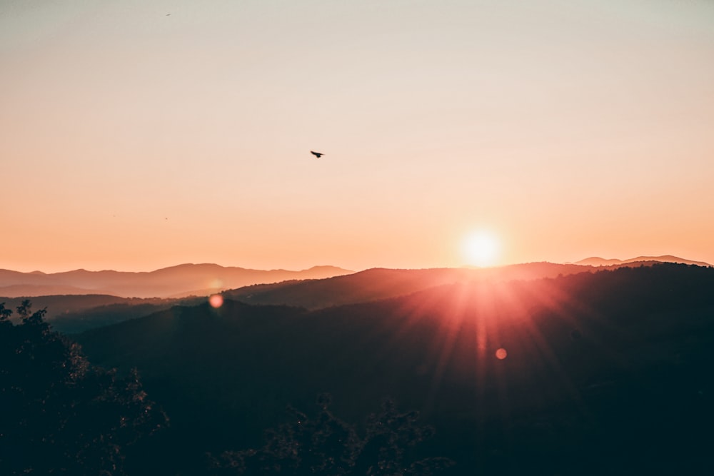 bird flying over the mountain during sunset