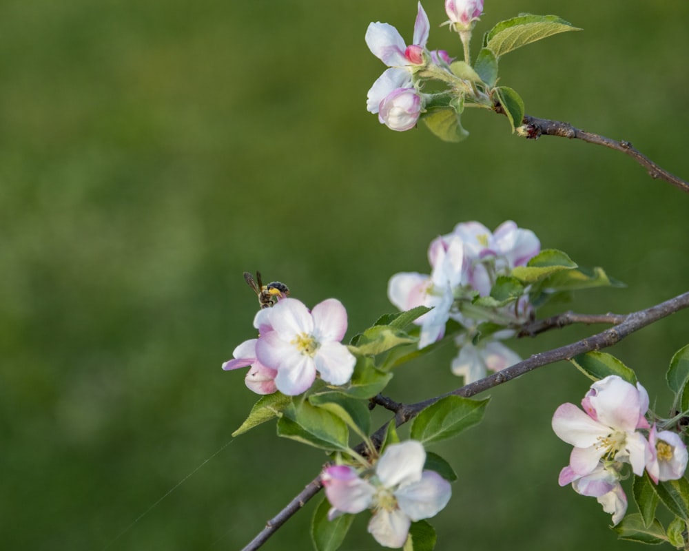 white cherry blossom in bloom during daytime