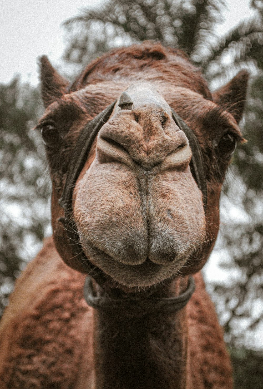 brown horse head during daytime