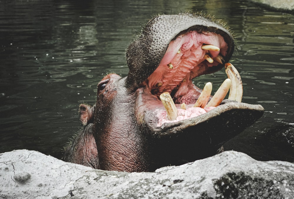 brown animal on gray rock