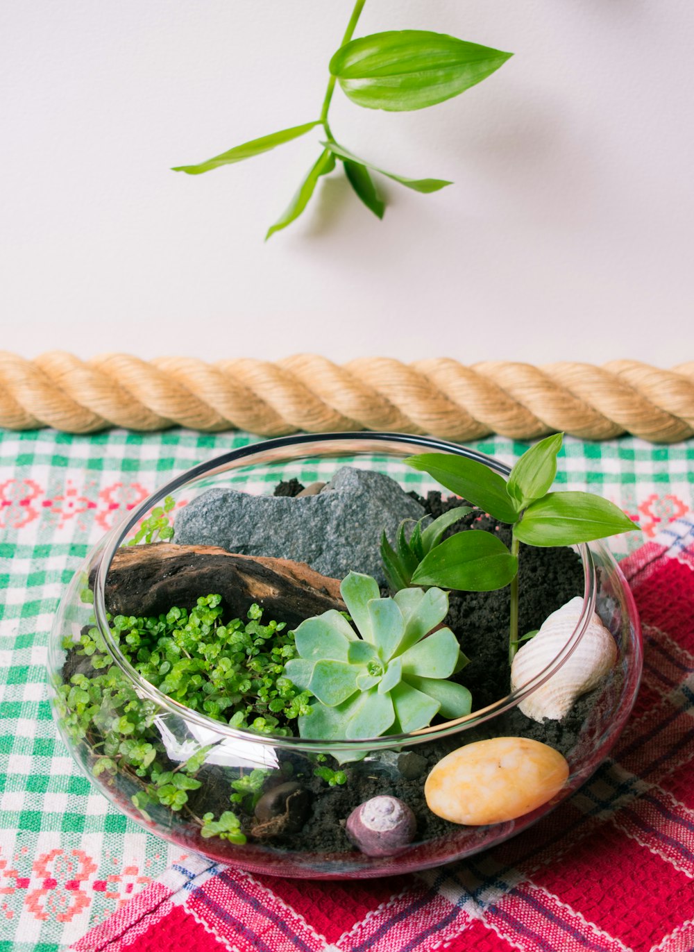 green plant in clear glass bowl