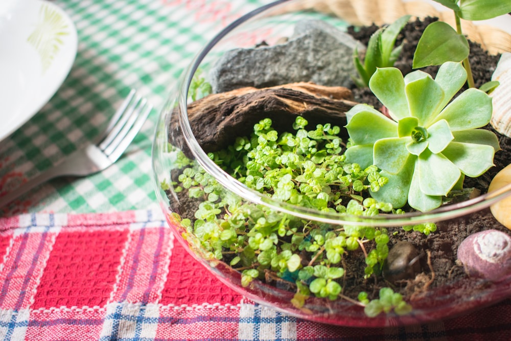 green plant on clear glass bowl