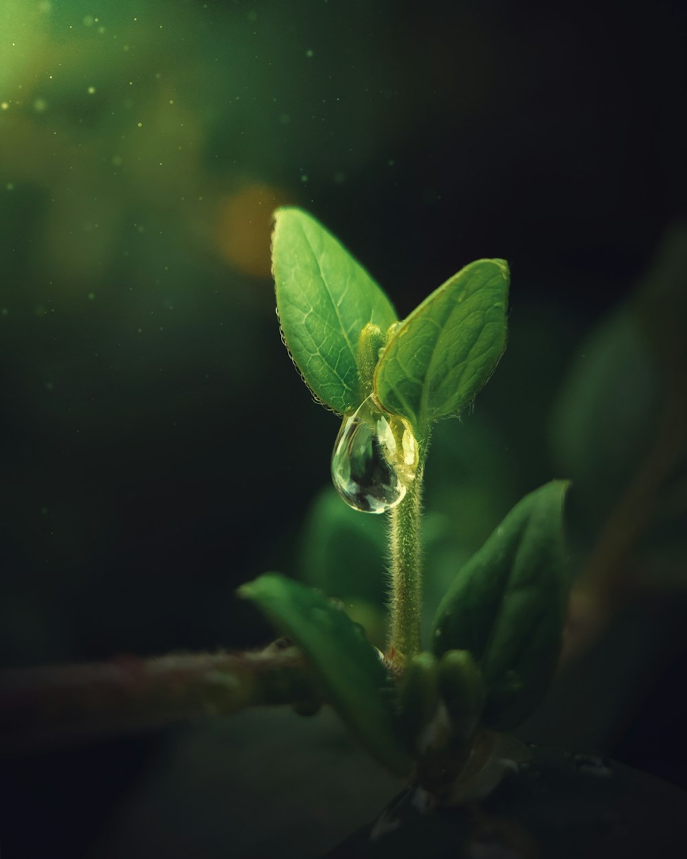Planta de hoja verde en agua