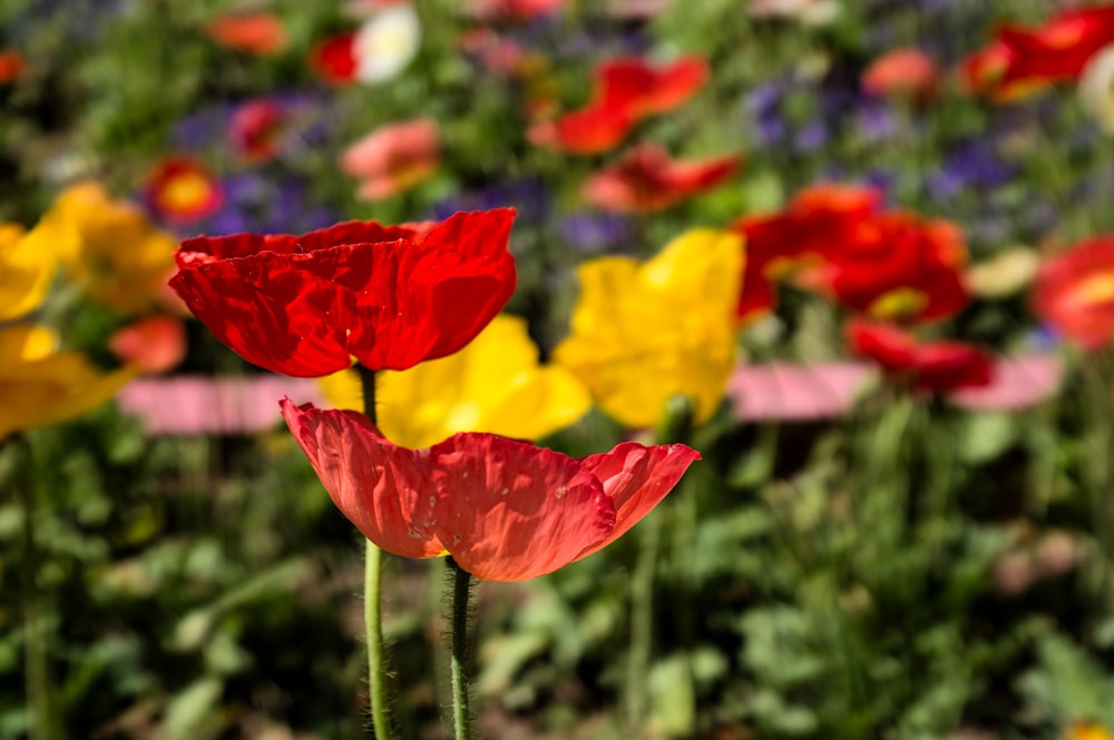 red and yellow flower in tilt shift lens