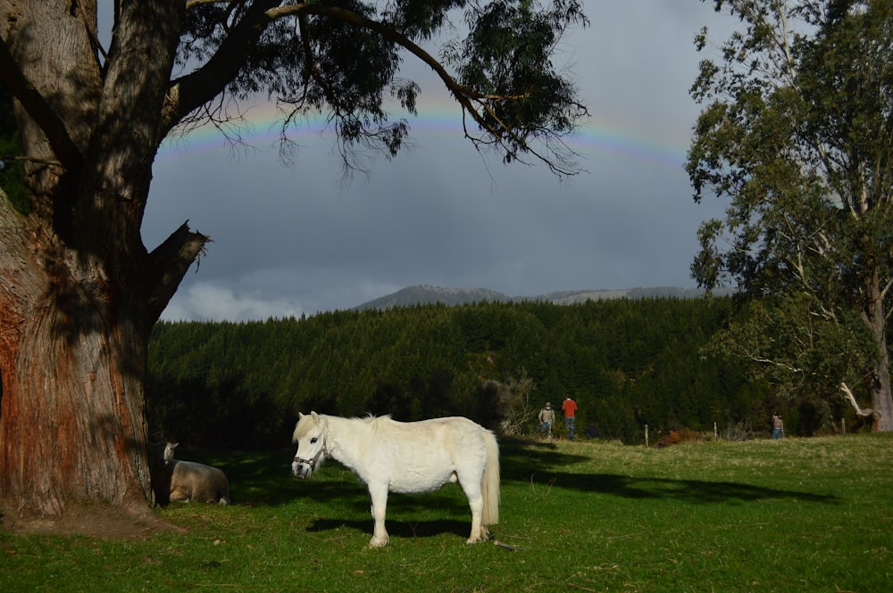 white horse on green grass field near green trees during daytime