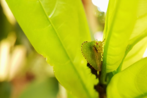 A small, green insect with a leaf-like appearance is perched on a bright green leaf. The insect's wings have a dotted pattern and its body blends seamlessly with the leaf, illustrating effective camouflage. The background is blurred, highlighting the insect and the leaf.