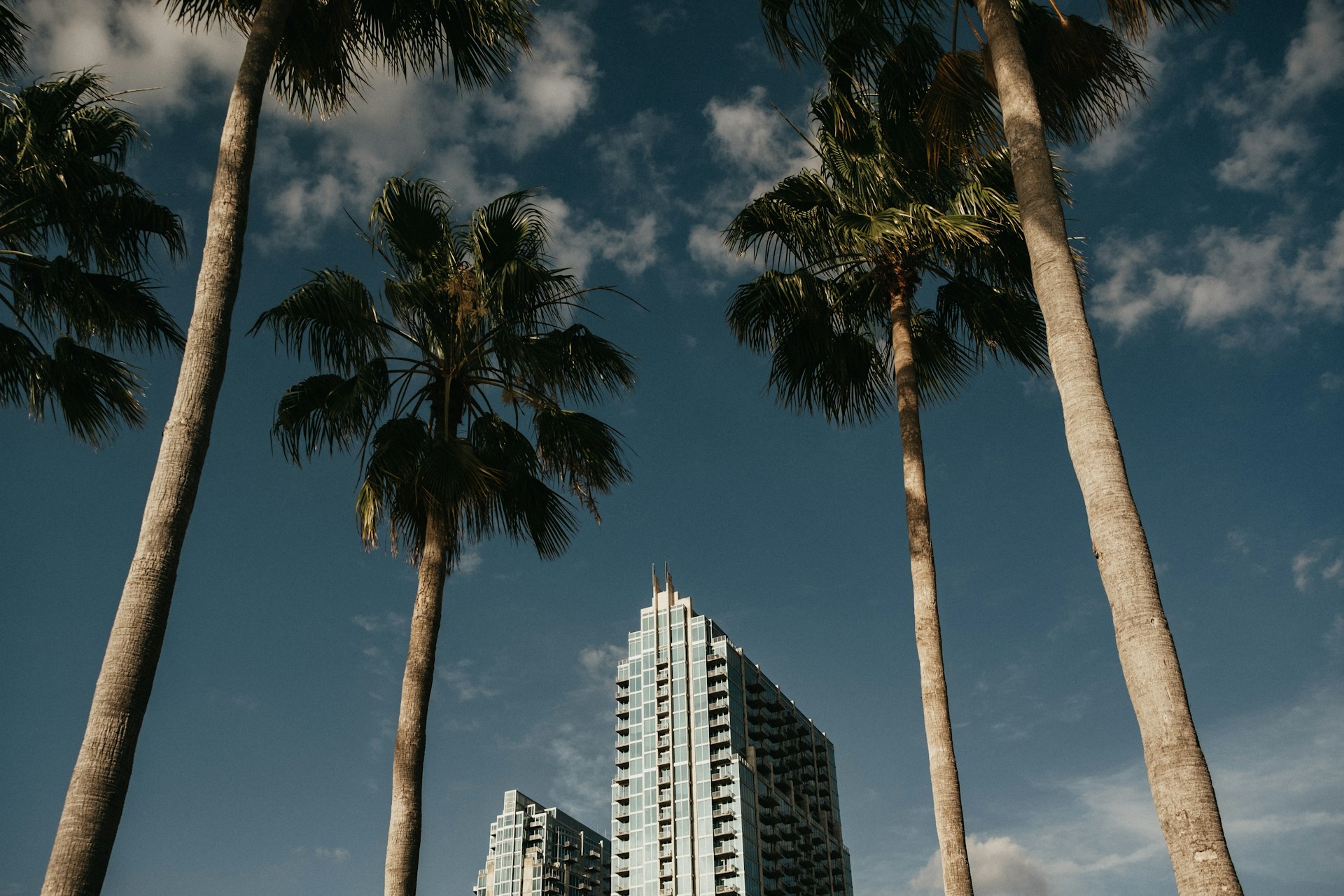 green palm trees near high rise buildings during daytime