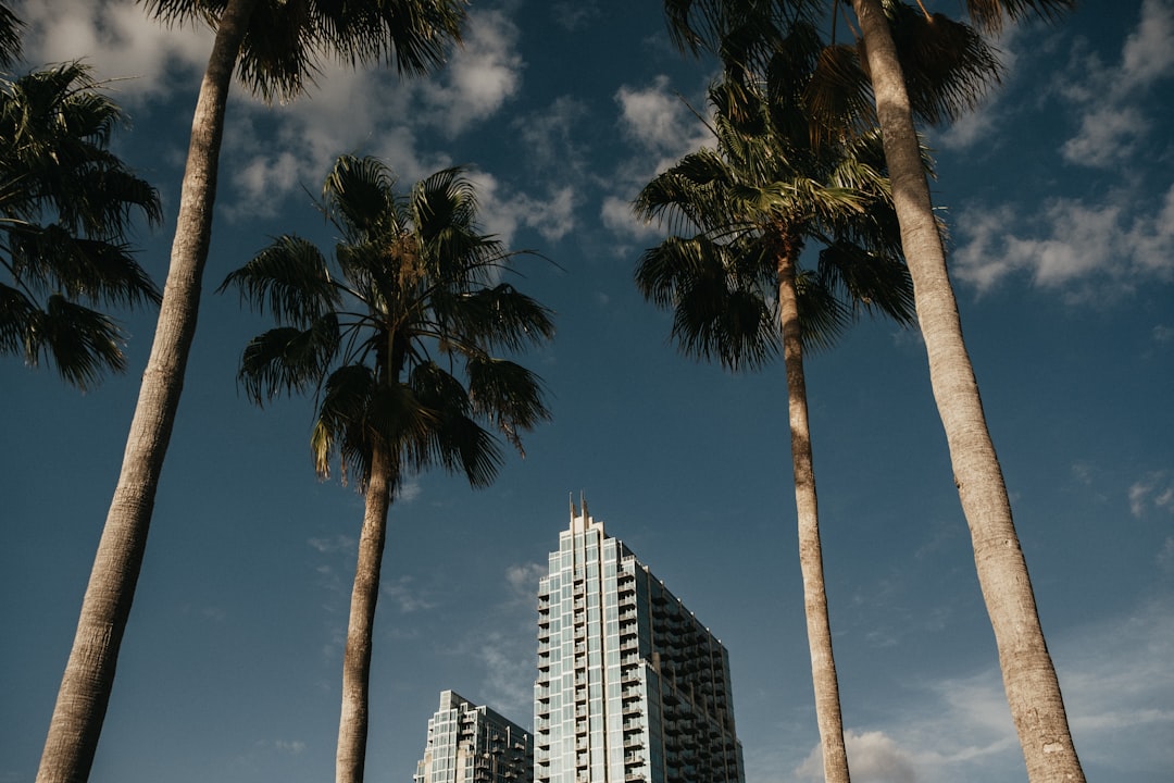 green palm trees near high rise buildings during daytime