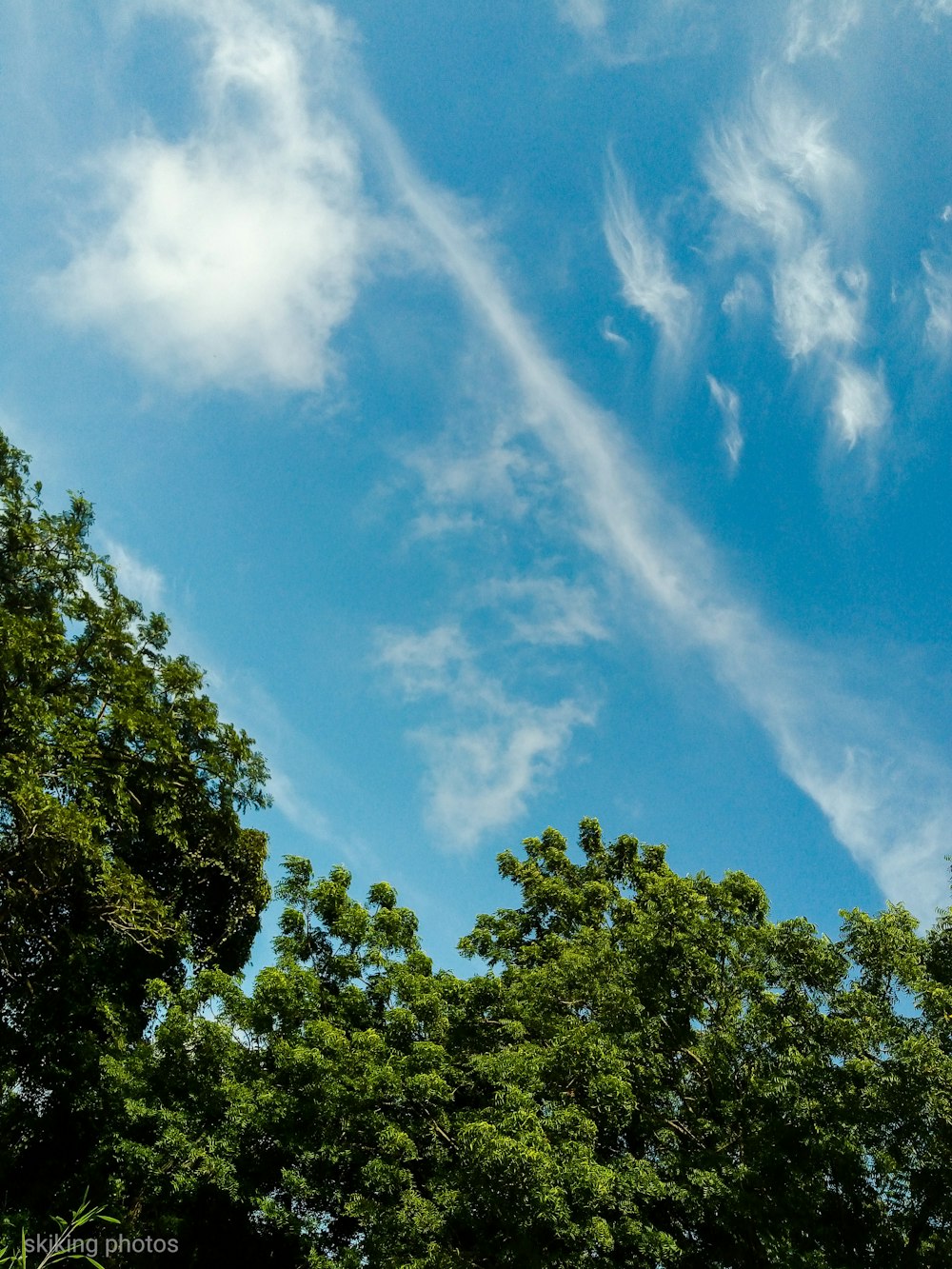 green trees under blue sky and white clouds during daytime