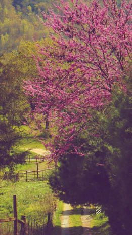 A cozy village path lined with blooming wildflowers under soft spring sunlight.