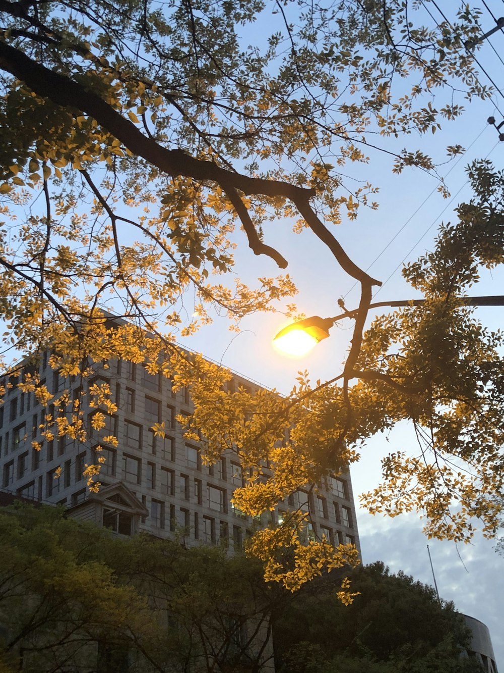 brown tree with yellow leaves during daytime