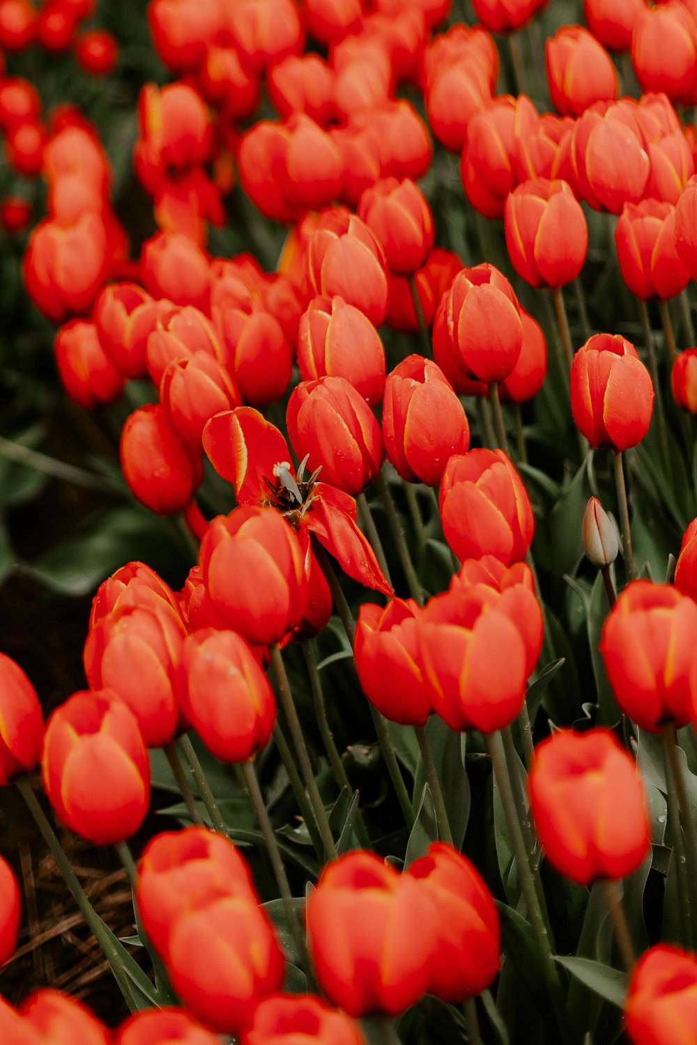 red tulips in bloom during daytime