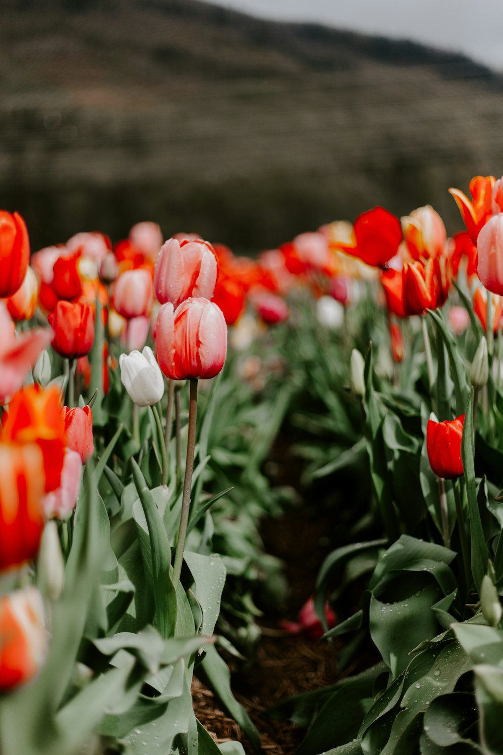 tulipas vermelhas em flor durante o dia