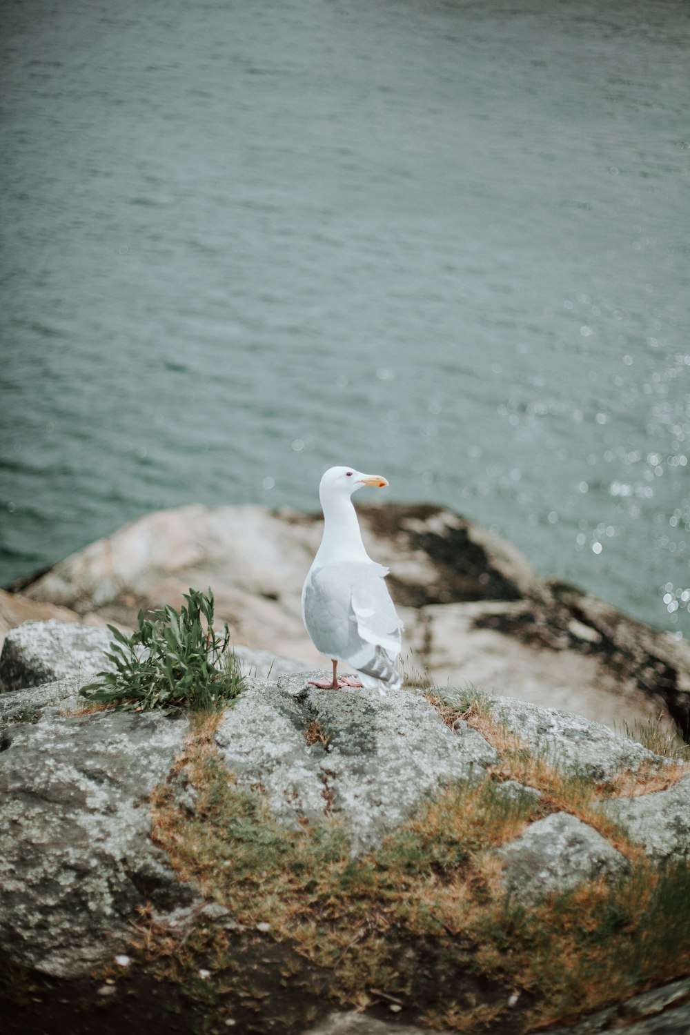 white bird on gray rock near body of water during daytime
