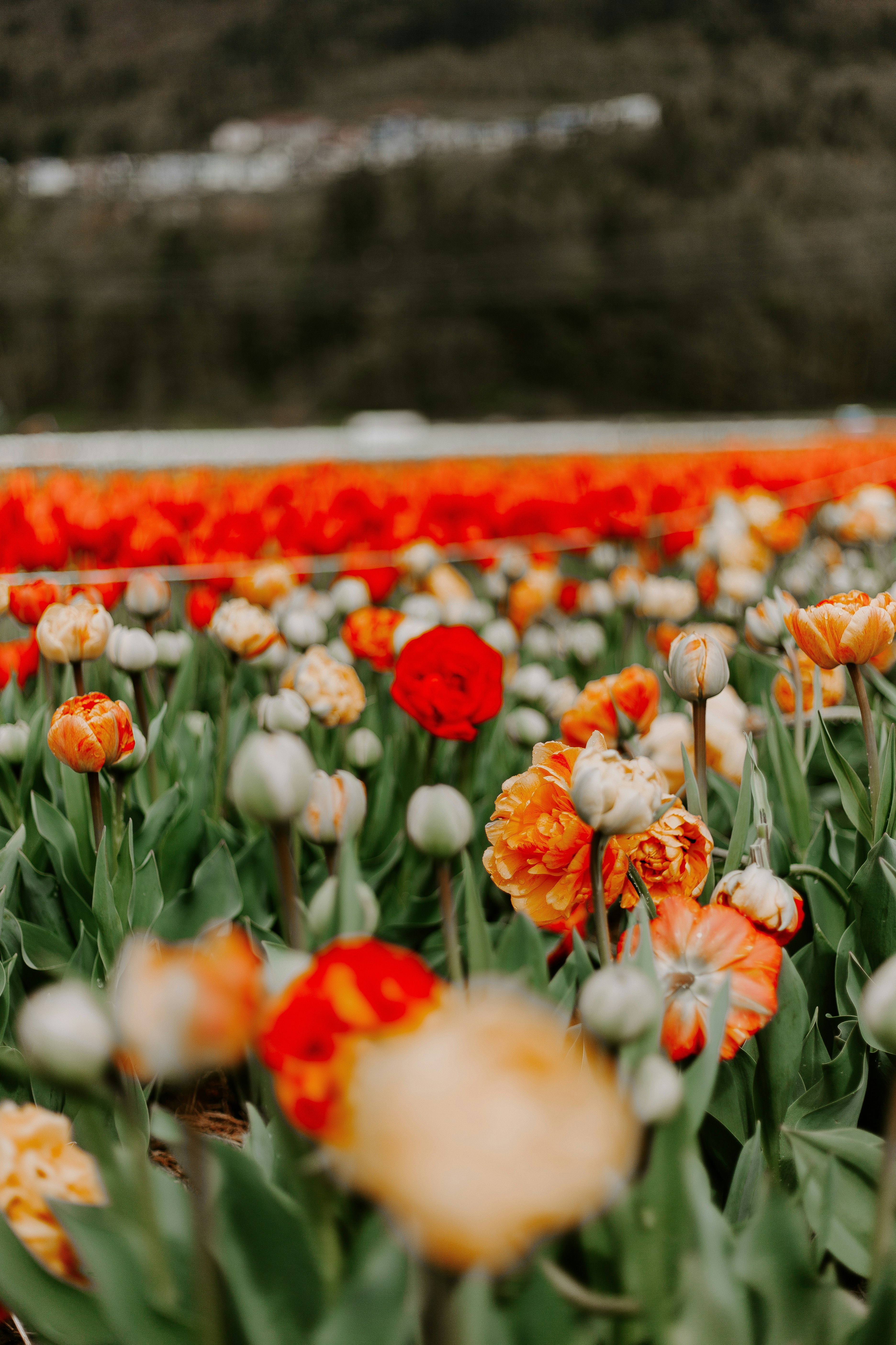 red and white tulips in bloom during daytime