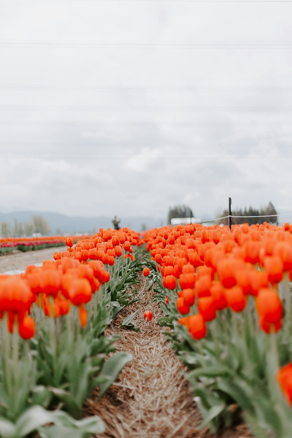 red tulips field during daytime