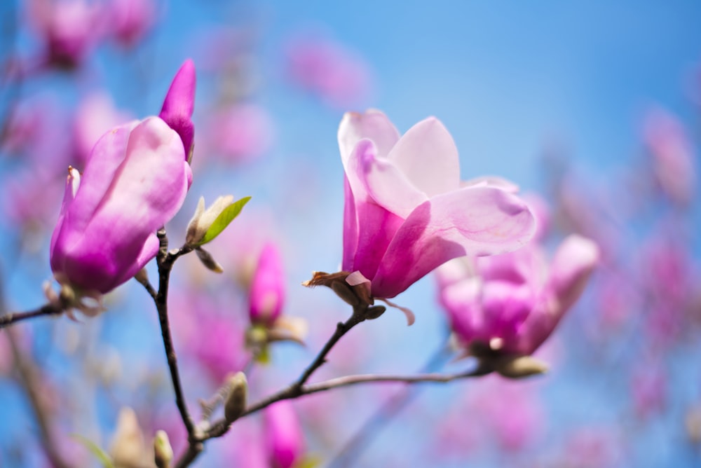 pink flower in tilt shift lens