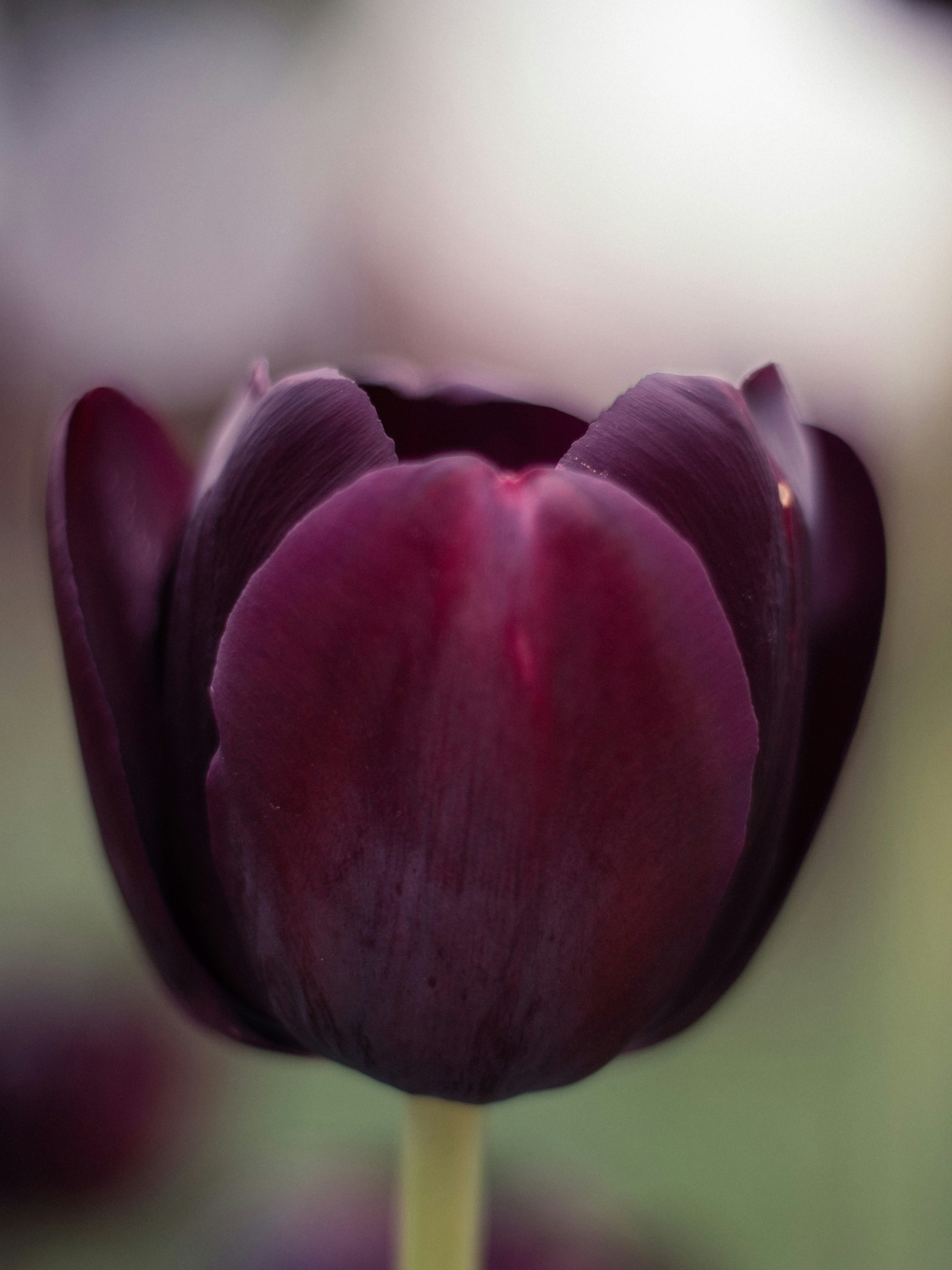 a close up of a purple flower with a blurry background
