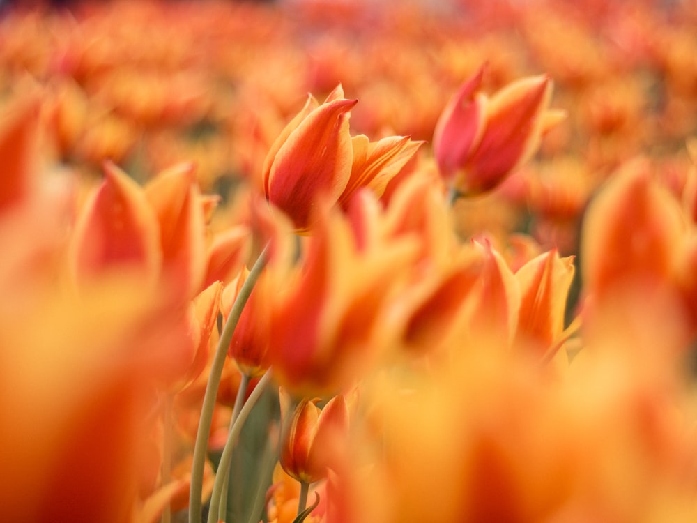 orange tulips in bloom during daytime