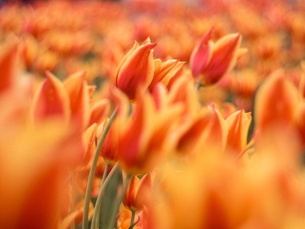 Orangefarbene Tulpen blühen tagsüber