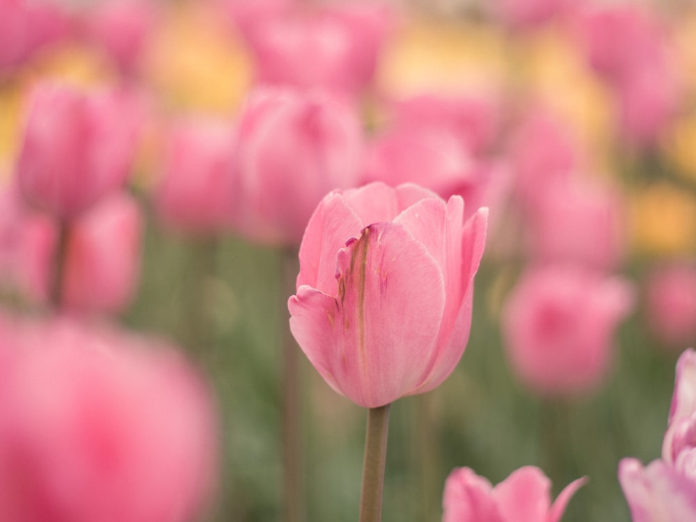 Rosa Tulpe blüht tagsüber