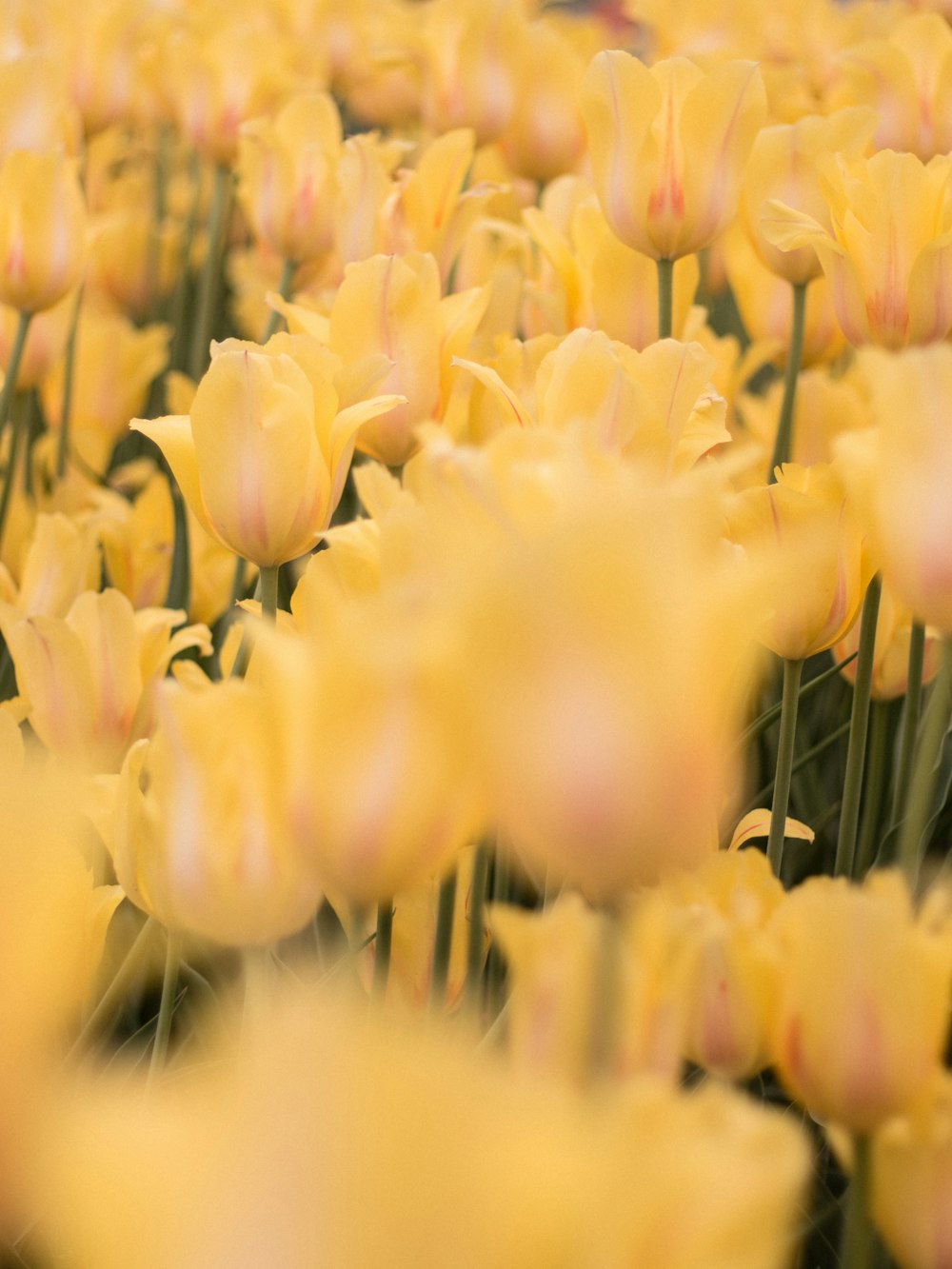 yellow flowers in tilt shift lens