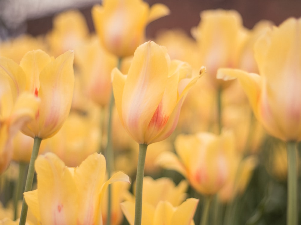 tulipas amarelas e vermelhas em flor durante o dia