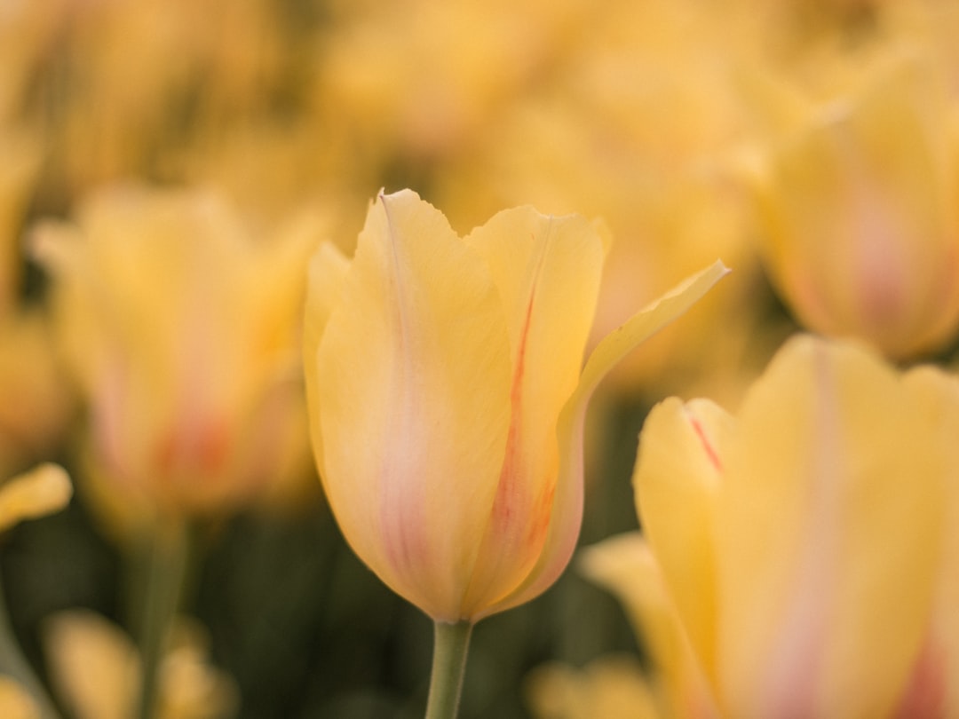 yellow tulip in bloom during daytime