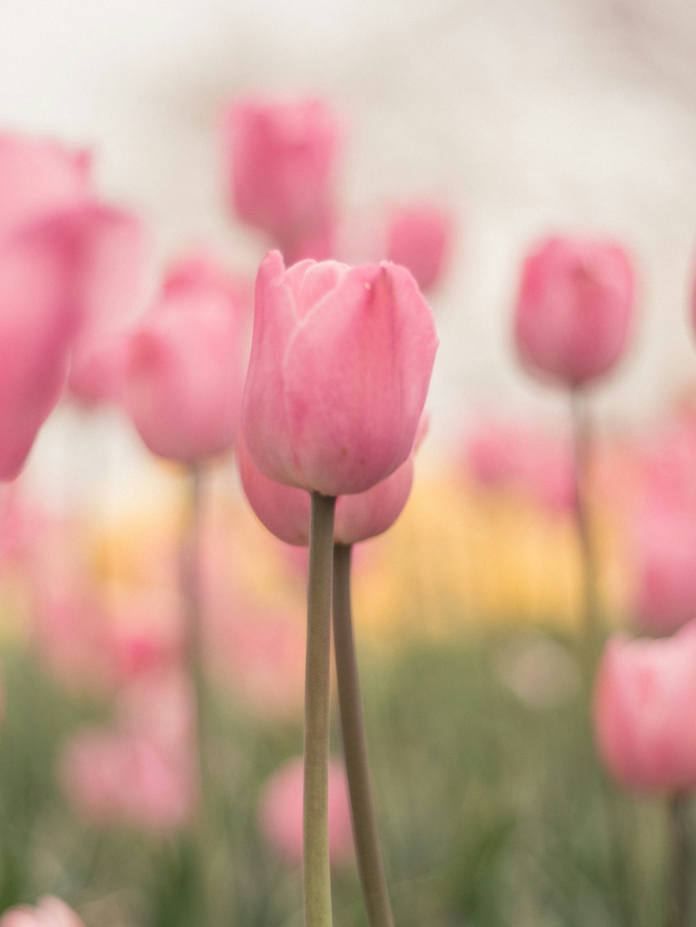 pink tulips in bloom during daytime