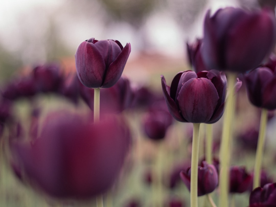 purple tulips in bloom during daytime