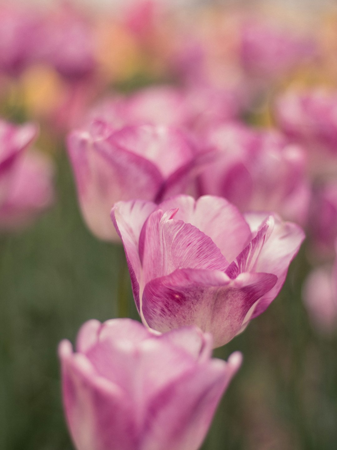 pink flower in tilt shift lens