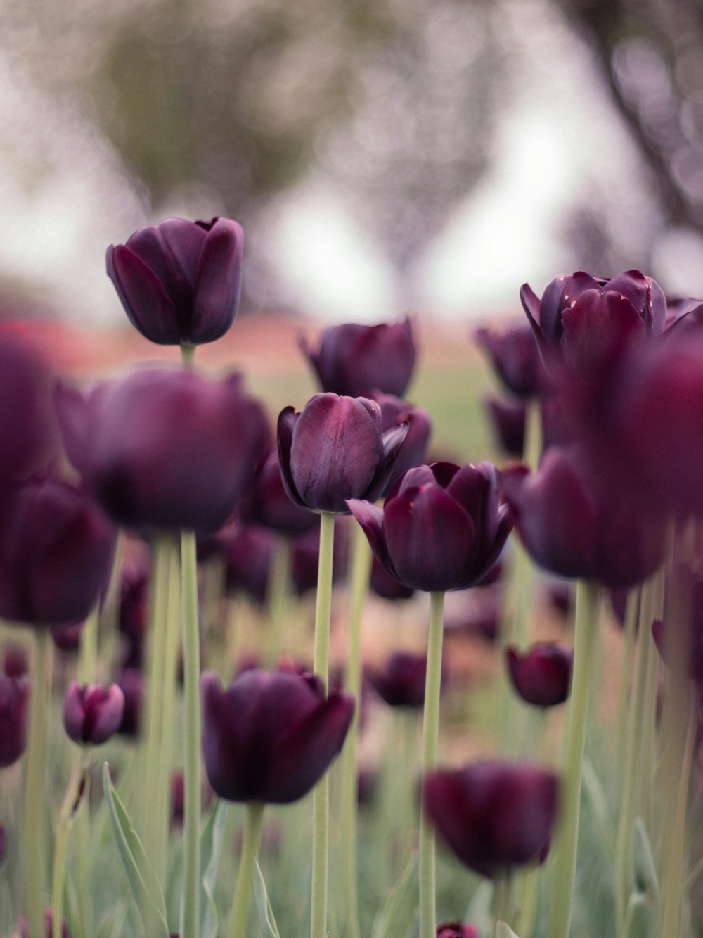 purple tulips in bloom during daytime