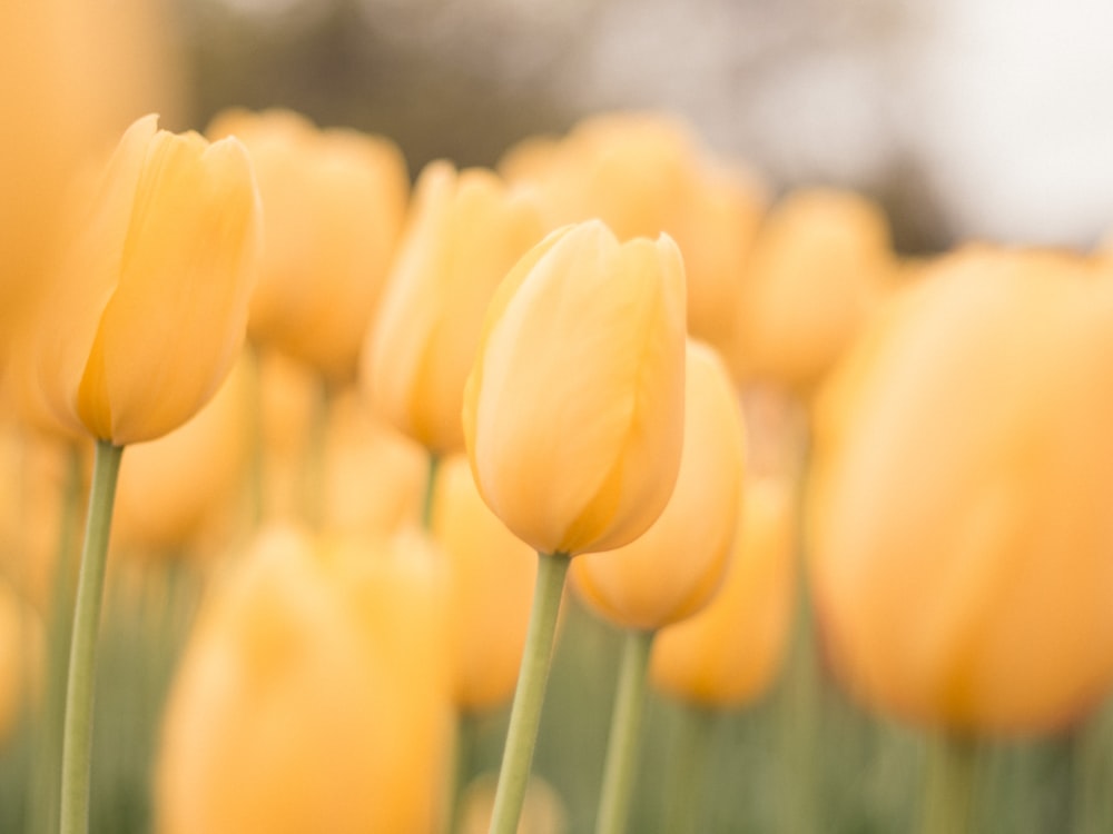 Tulipanes amarillos en flor durante el día