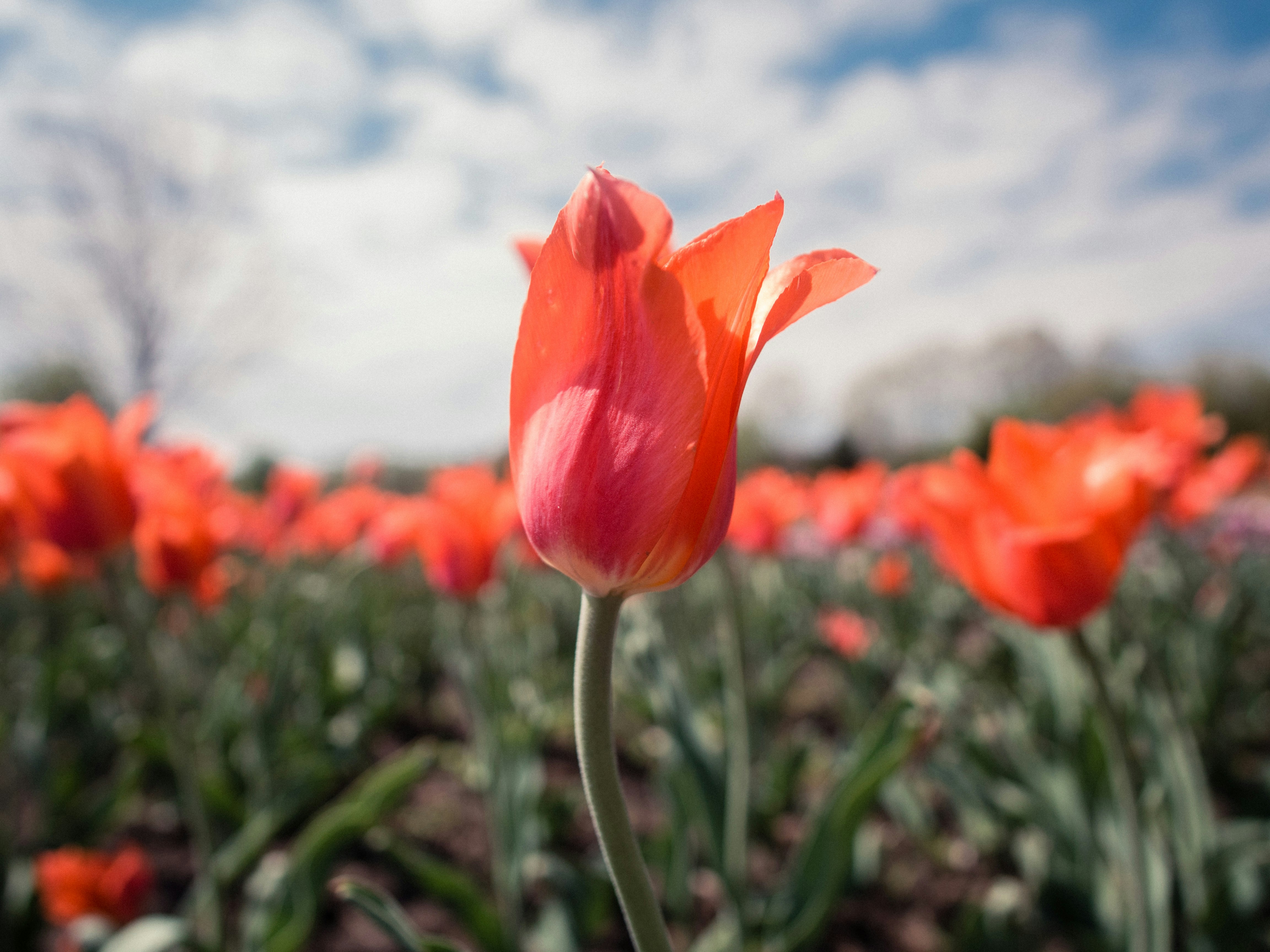 red tulips in bloom during daytime