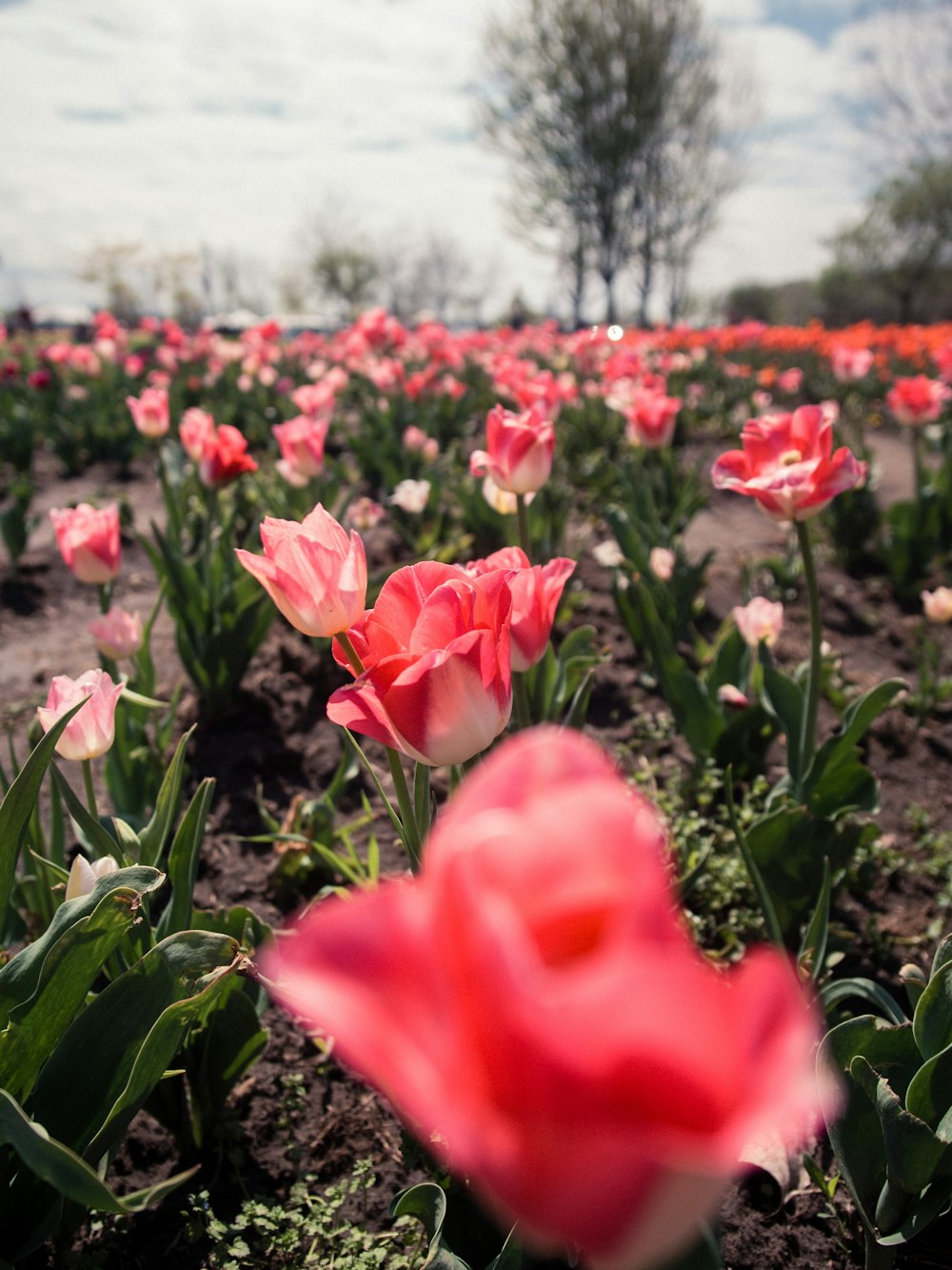 pink tulips in bloom during daytime