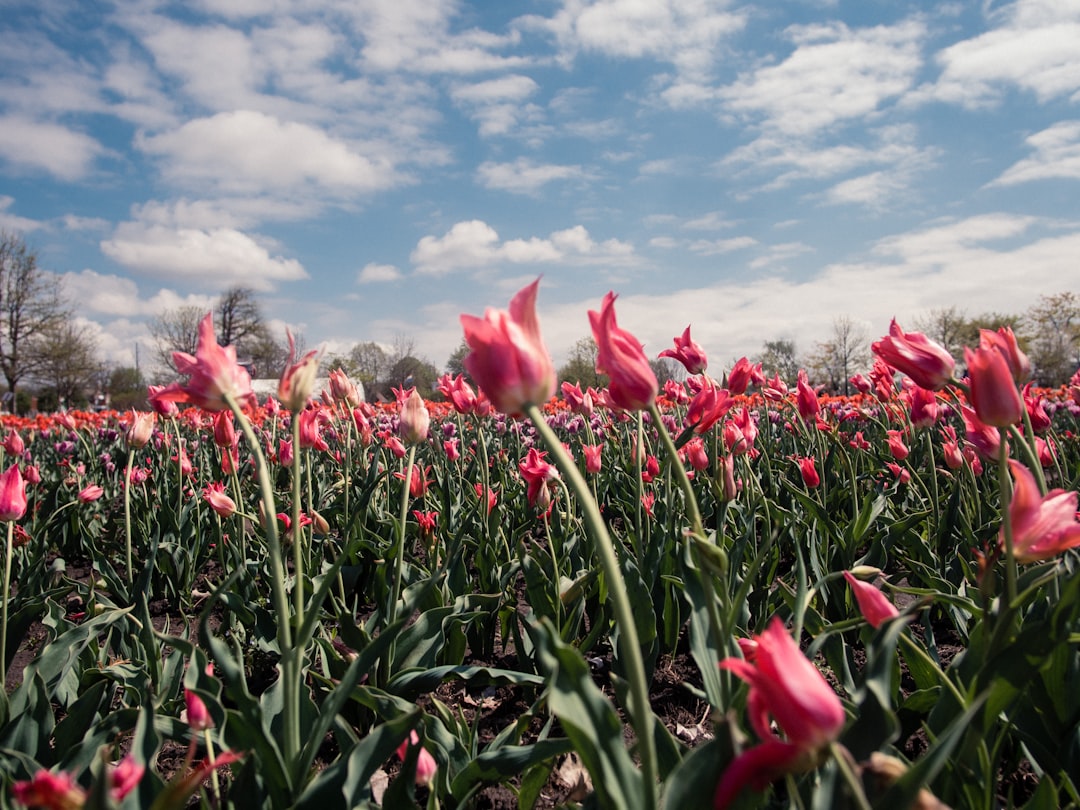 red tulips field under white clouds and blue sky during daytime