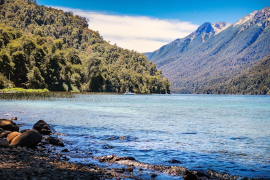 green trees near body of water during daytime in Neuquén Argentina