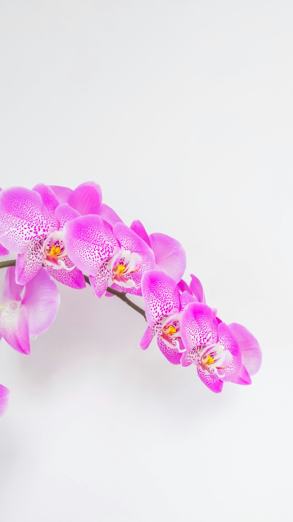 purple moth orchids in bloom close up photo