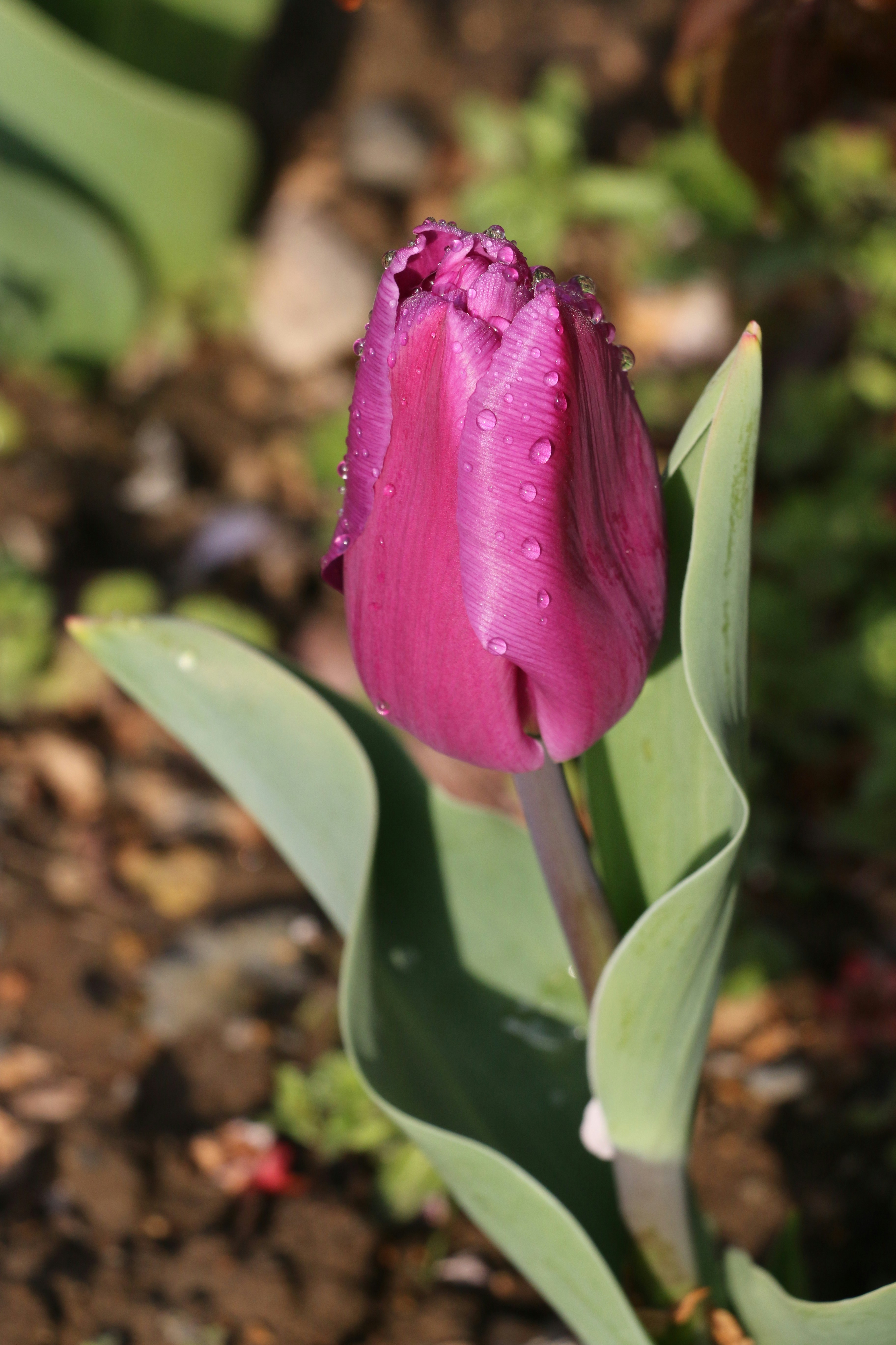 pink flower bud in close up photography