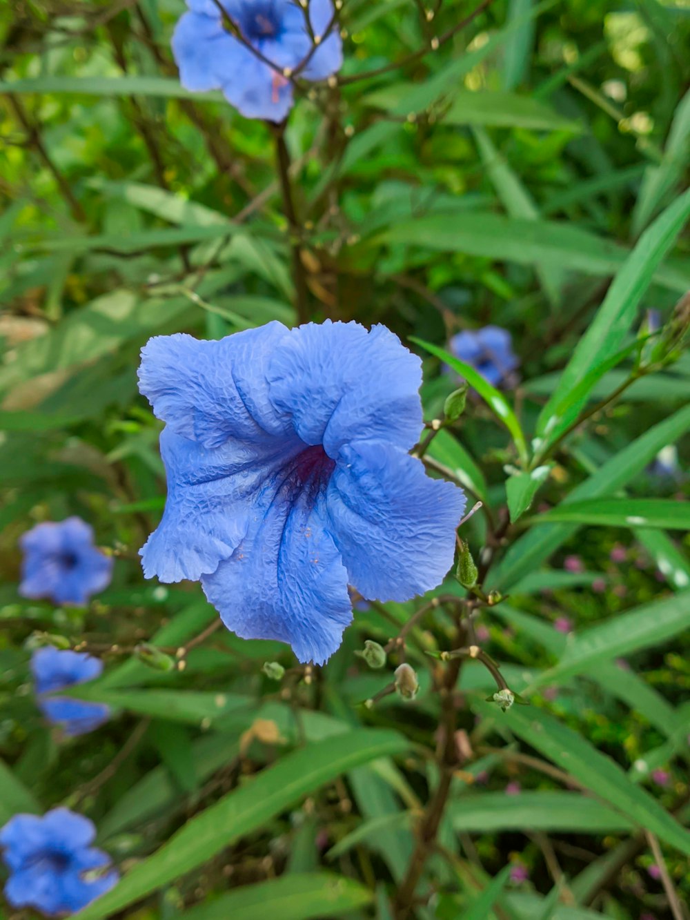 blue flower in tilt shift lens