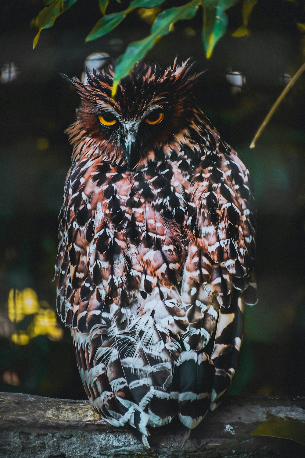 brown and white owl in close up photography